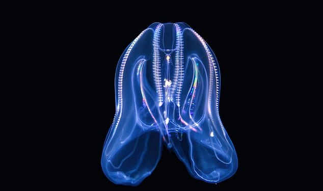 Venice is facing an extraordinary invasion of a bizarre, cannibalistic jellyfish that scientists warn is threatening fish stocks and wreaking havoc across the city's fragile lagoon ecosystem (stock image)