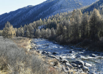 What trees mean to Russia, through a history of war and peace