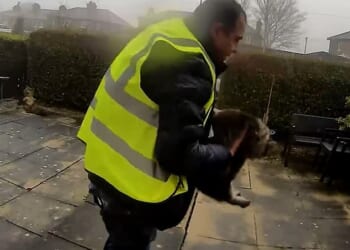 Doorbell footage shows a man wearing a high-vis jacket picking up the cat close to a property in Elland, near Halifax, West Yorkshire, on Sunday afternoon
