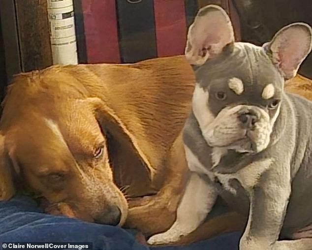 Ivy-Abbie has been left heartbroken and 'out of her mind' following the disappearance of Bronson, their French Bulldog (pictured)