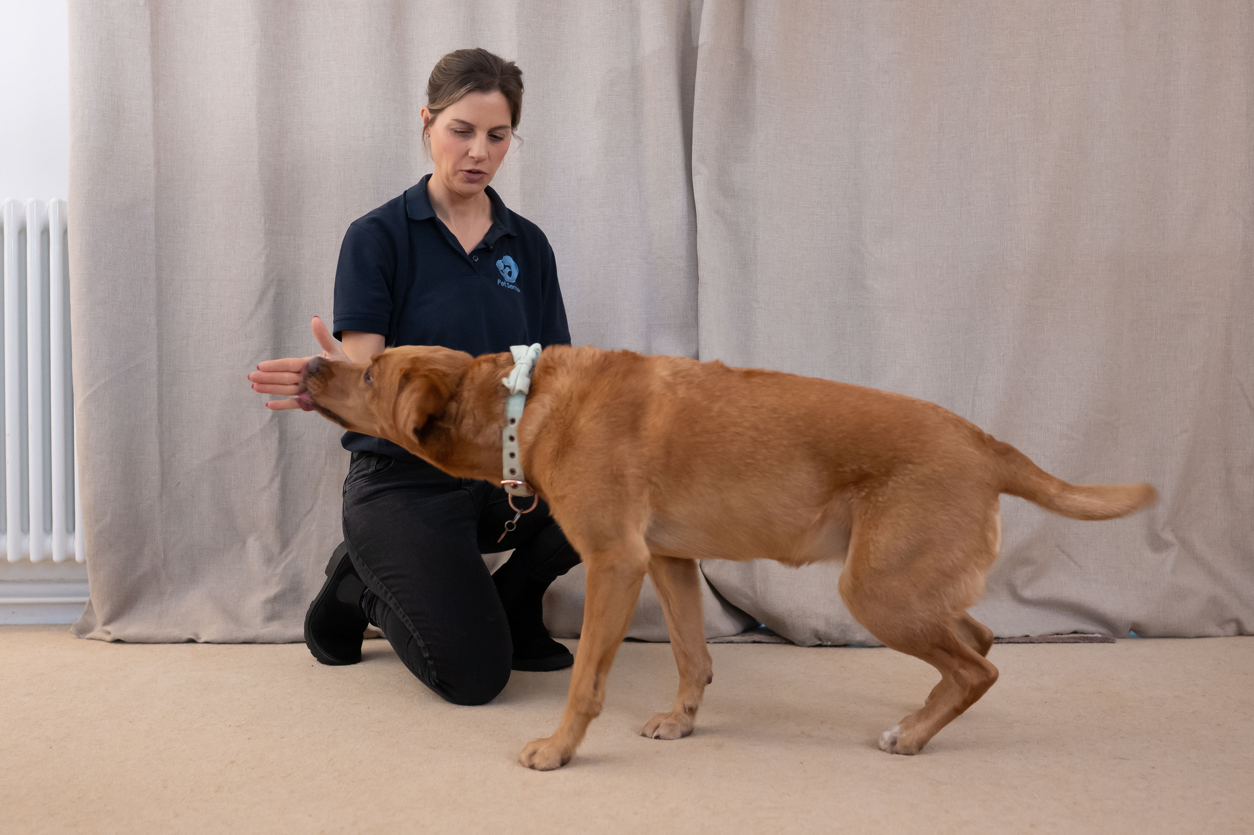 A woman kneels, guiding a golden dog's head with her hand.