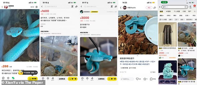 Chinese social media and marketplaces were flooded with sellers offering the dangerous snakes, often with no indication that they were dangerous