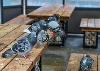 Our high street has been turned into a dying SHANTY TOWN with 40 closed stores & more pigeons than shoppers