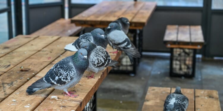 Our high street has been turned into a dying SHANTY TOWN with 40 closed stores & more pigeons than shoppers