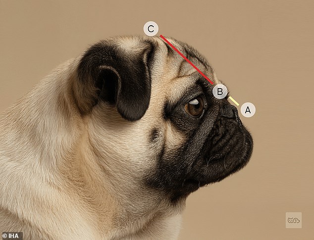 Flat¿faced dogs, like Pugs, suffer from debilitating health conditions. A dog's nose should be at least one¿third the length of its skull in order for it to breathe normally