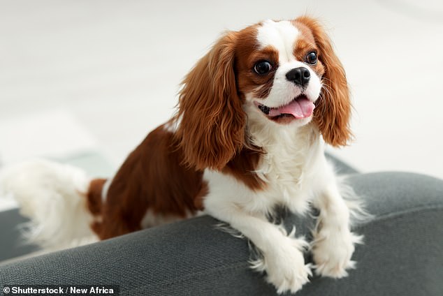 Bulging eyes, like those of a King Charles Cavalier Spaniel, may look cute, but they increase the risk of eye infections, damage, and ulcers. You should not be able to see the whites of a dog's eyes from the front on