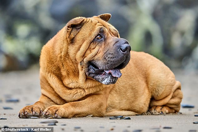 Skin folds, like those of a Shar Pei (pictured), trap dirt, moisture and heat, allowing bacteria to thrive and cause a painful condition called skin fold dermatitis. The dog's skin should be smooth and fold–free over the head, body, legs, and tail base
