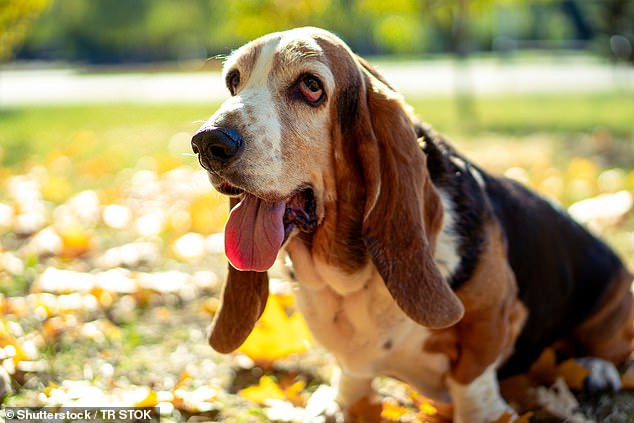 Drooping eyelids, like those of some Basset Hounds (pictured), prevent the dog from blinking normally. This leads to eye infections and corneal scarring. The eyelid should be tight to the eye and not roll in or outwards