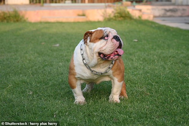 Curved or bowed legs can be a sign of malnutrition, but they are also deliberately bred in some cases, such as English Bulldogs (pictured). This causes severe mobility issues that prevent them from living a normal, healthy life