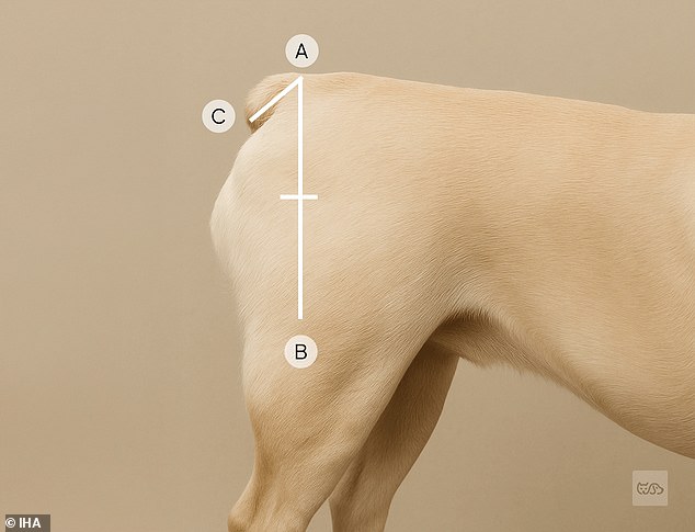 Dogs with short or absent tails, like Pugs (pictured) and French Bulldogs, are twice as likely to be involved in an aggressive encounter because they cannot communicate with other dogs. A healthy tail should be long enough to wag, measuring at least as long as one¿third of the distance from the tail base to the knee
