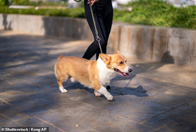 A healthy dog should be able to touch its nose to its rear. This allows it to move and sleep comfortably, as well as to perform basic functions like grooming and scratching, which some breeds, like Welsh Corgis (pictured), may be unable to do