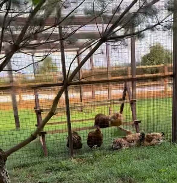 There is also a large chicken coop for the birds to hang out in