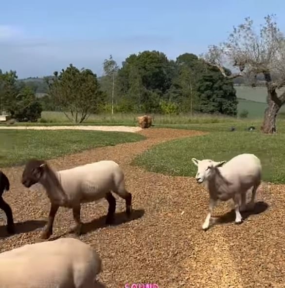 DeGeneres has said she bought the sheep so they could mow the lawn but it's a problem that they keep escaping the grounds