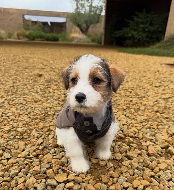Their new pooch wore a sweater as he posed outside the dwelling