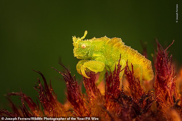 An ambush bug nymph remains motionless in a flower, waiting for prey to wander within react in Ferndale, Michigan