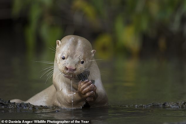 A leucistic otter feeds on a catfish in Mato Grosso do Sul, Brazil
