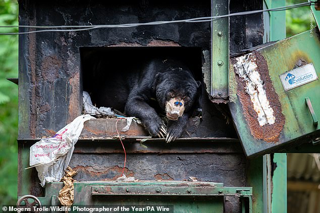 A sun bear shelters from the rain in a furnace in Kaeng Krachan National Park in Thailand