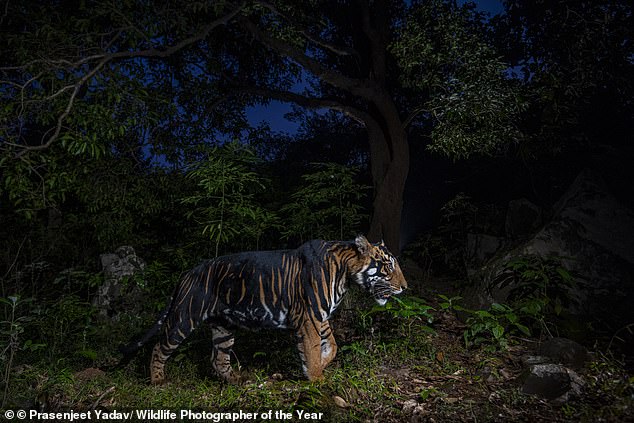 A rare tiger with wide, dark stripes wanders a tiger reserve in India
