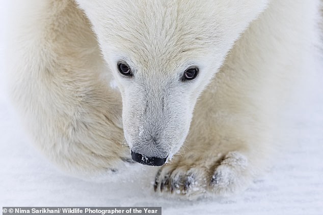 A polar bear cub looks into the camera as it accompanies its mother on an unsuccessful hunting trip