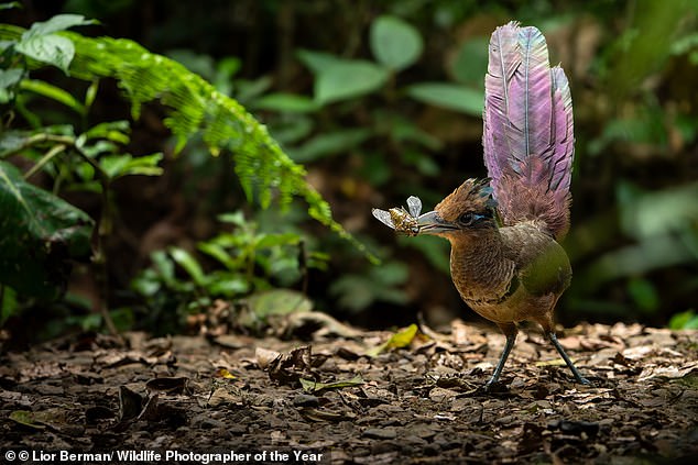 An elusive rufous-vented ground cuckoo plucks up a cicada in the depths of the rainforest in Costa Rica