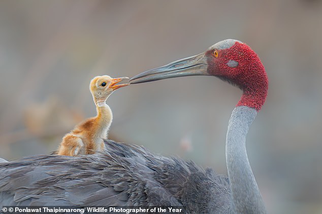 A sarus crane parent shares an intimate and moving moment with its one-week-old chick