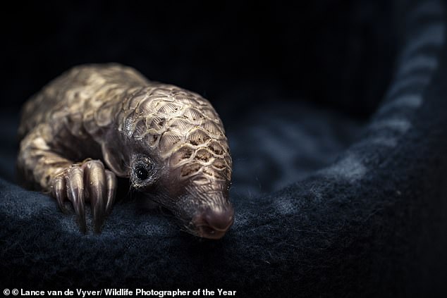 A pangolin pup nestles into the warmth of a blanket at a rescue centre in South Africa