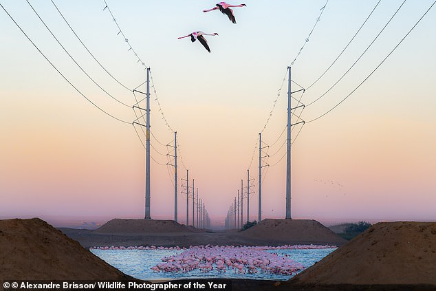 A group of flamingos stands out against a stark industrial backdrop of power lines