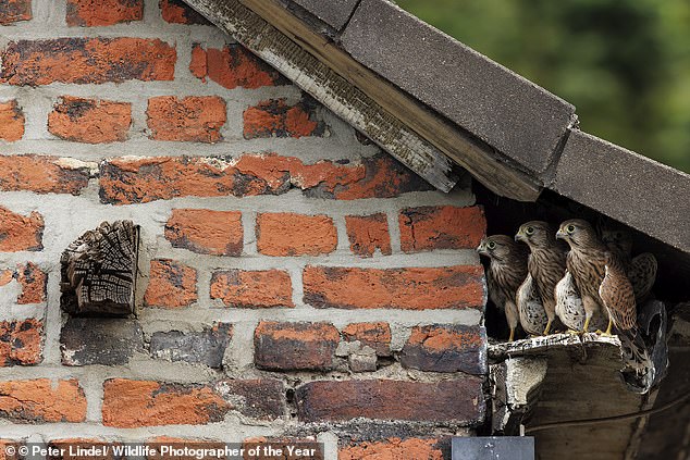 Three young kestrels prepare to leap from their nest to a nearby beam