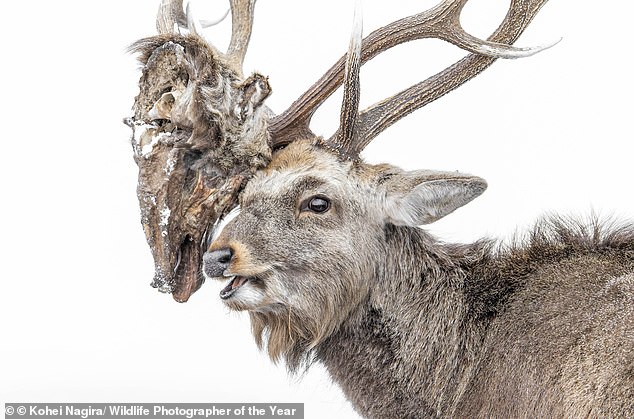 A sika deer carries the interlocked severed head of a rival male that had died after their battle. In autumn, male sika deer fight over females by clashing their antlers