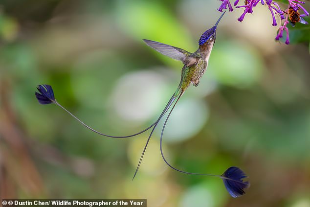 A male marvellous spatuletail hummingbird shows off its long tail while it feeds on flowers