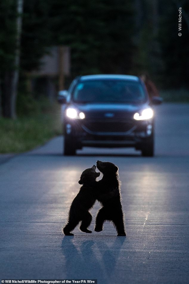 A silhouetted pair of young bear cubs rear up and play-fight in the middle of a quiet road in Jasper National Park, Canada