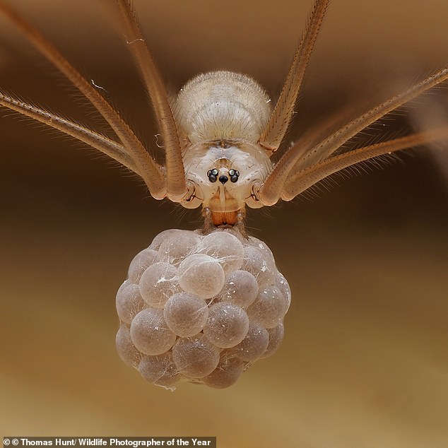 A cellar spider, sometimes known as a daddy long-legs, carries a ball of precious eggs in its mouth