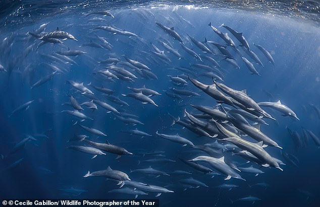 A spectacular superpod of spinner dolphins herds lanternfish towards the surface of the ocean