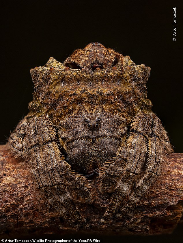 A tiny male sits on the abdomen of a well-camouflaged female broad-headed bark spider, waiting until she moults and is ready to mate in Phuket, Thailand