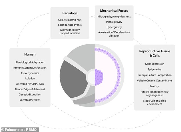 The hazards and environmental factors that could affect humans and embryos in space, including microgravity and toxicity