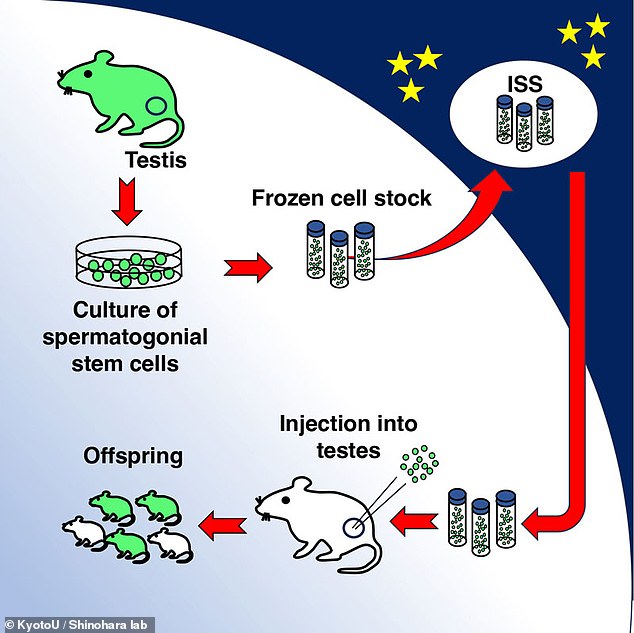 Previous studies found stem cells from mice cryopreserved on the International Space Station for six months have produced healthy offspring
