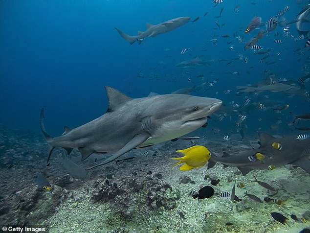 Bull sharks are among the most dangerous in the world (File image)