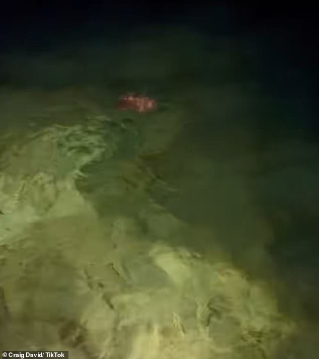 A bigger fish came up behind it and swallowed it whole. Stunned, Craig said: 'Oh my god', before adding: 'Oh dear'