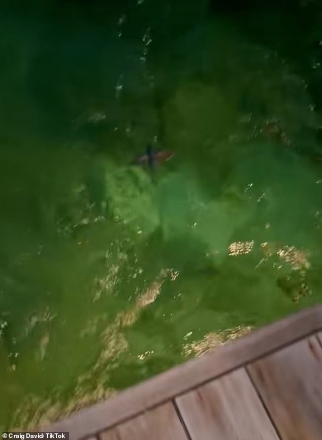 In the video, Craig said: 'I¿m just gonna grab you, here we go, [I¿m] putting you back in, come on man, stay with me, stay with me'