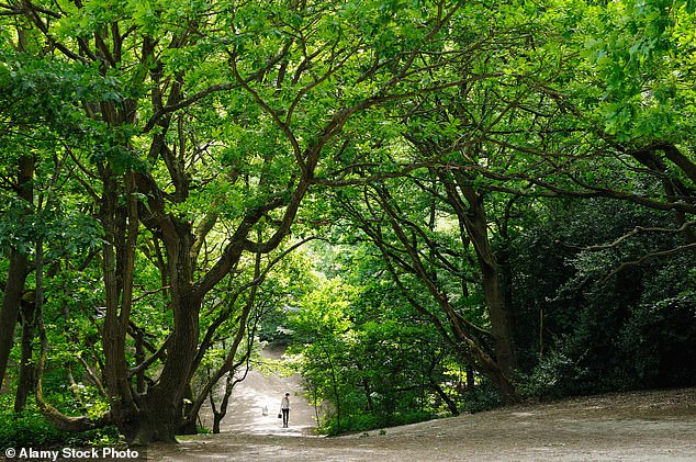 The house is located near Hampstead Heath (seen in stock image)