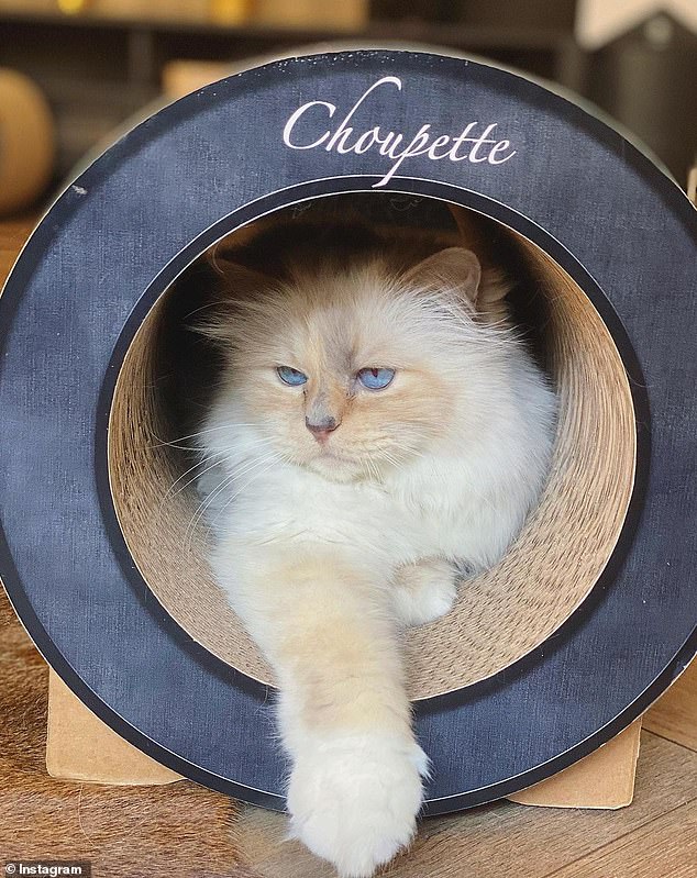 The most common method to leave money for pets is to give it to a new caretaker, a foundation designed to care for the pet, or a nonprofit