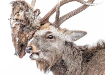 Disturbing deer photo shows horrifying object lodged on antlers as world's best wildlife pics of the year revealed