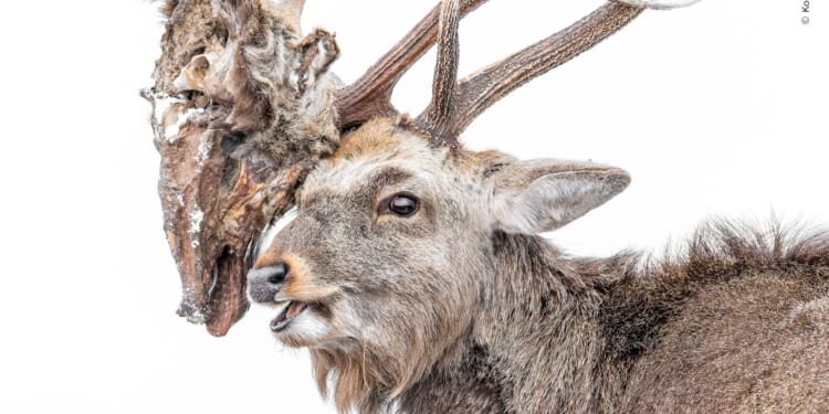 Disturbing deer photo shows horrifying object lodged on antlers as world's best wildlife pics of the year revealed