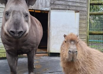 Zookeepers put down surprising animal best friends on same day leaving neither of them lonely