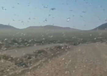Biblical swarms of LOCUSTS invade Spanish holiday islands from Sahara