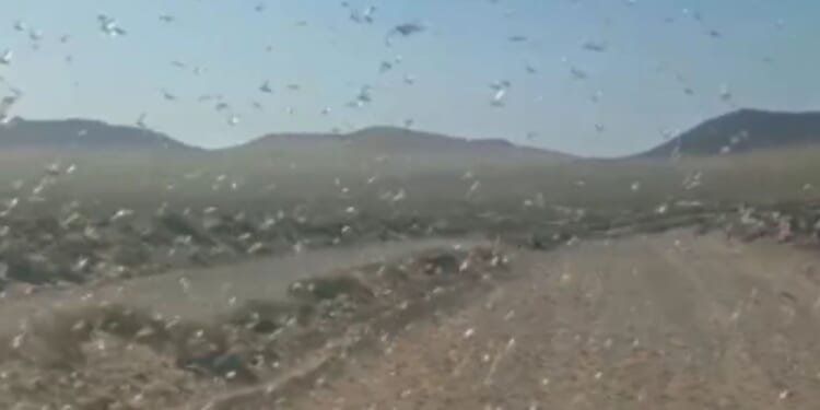Biblical swarms of LOCUSTS invade Spanish holiday islands from Sahara