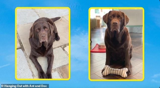 As snaps of Hurley appeared on the studio screen, Ant continued: 'There's my lovely boy, Hurley. He was a chalky brown Labrador. He was 12 and-a-half when he passed'