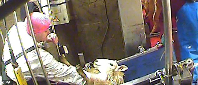The majority of halal slaughterhouses do stun the animals – although critics claim the slaughtermen use a lower voltage than that employed in regular stunning, to ensure the animal is not dead before its throat is cut
