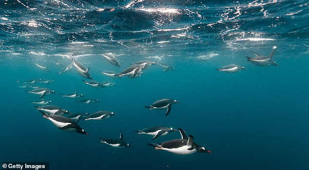 Penguins are the fastest swimming birds in the world