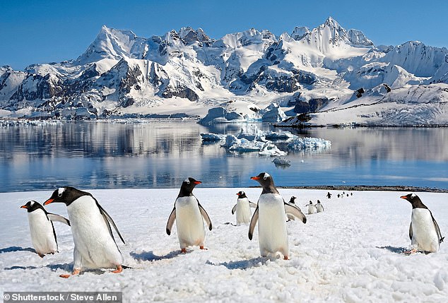 The Gentoo penguins’ natural environment in Antarctica cannot be replicated in a London building